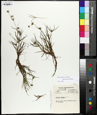 Juncus repens image