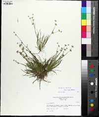 Juncus repens image