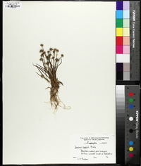 Juncus repens image