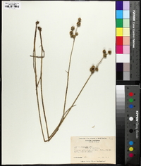 Juncus scirpoides image