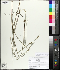 Juncus scirpoides image