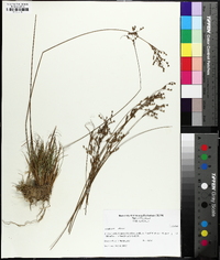 Juncus interior image