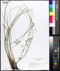 Juncus gymnocarpus image