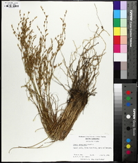 Juncus georgianus image