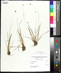 Juncus filipendulus image