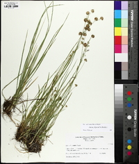 Juncus filipendulus image