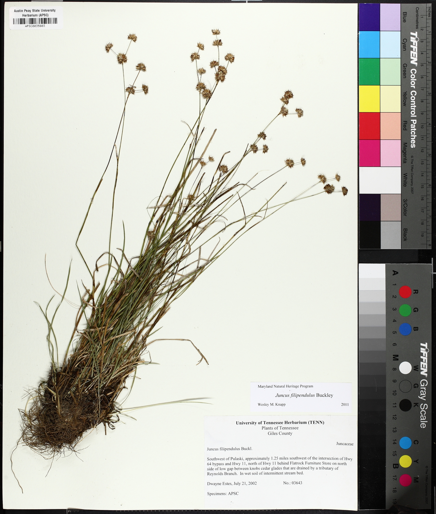 Juncus filipendulus image