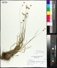 Juncus filipendulus image