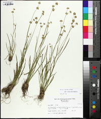 Juncus filipendulus image