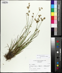 Juncus filipendulus image