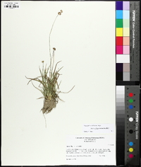 Juncus filipendulus image