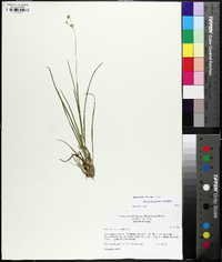 Juncus filipendulus image