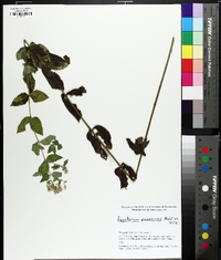 Eupatorium pubescens image