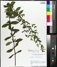 Eupatorium semiserratum image