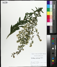 Solidago puberula image