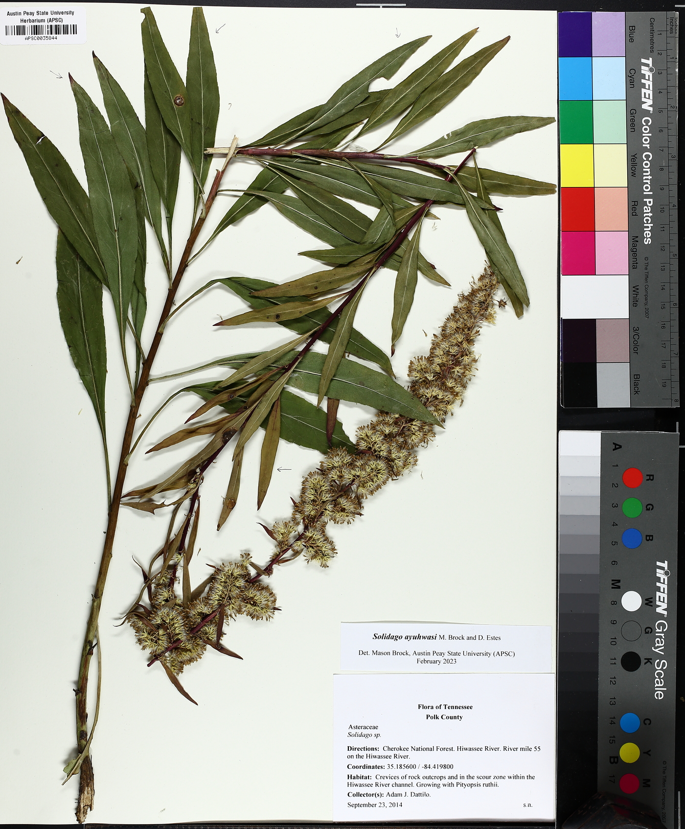 Solidago ayuhwasi image