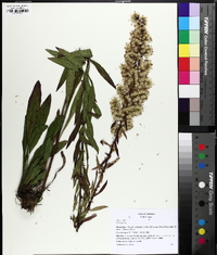 Solidago ayuhwasi image