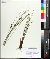 Juncus coriaceus image