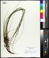 Juncus coriaceus image