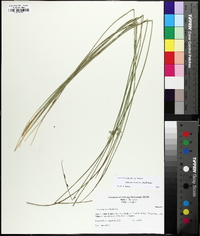 Juncus coriaceus image