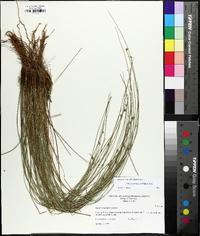 Juncus coriaceus image