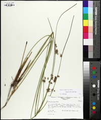 Juncus coriaceus image