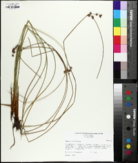 Juncus coriaceus image