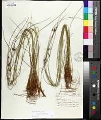 Juncus coriaceus image