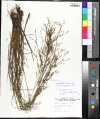 Juncus anthelatus image