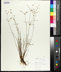 Juncus debilis image