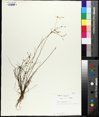 Juncus debilis image