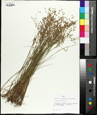 Juncus debilis image