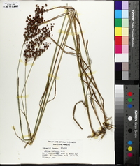 Juncus biflorus image