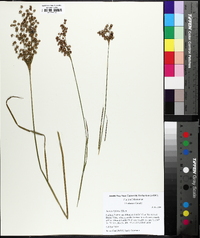 Juncus biflorus image