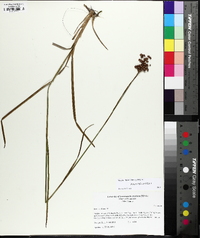 Juncus biflorus image