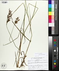 Juncus biflorus image