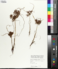 Cyperus flavicomus image