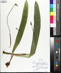 Carex fraseriana image