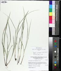 Carex superata image