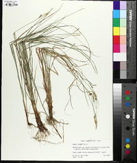 Carex woodii image