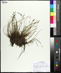 Carex echinata image