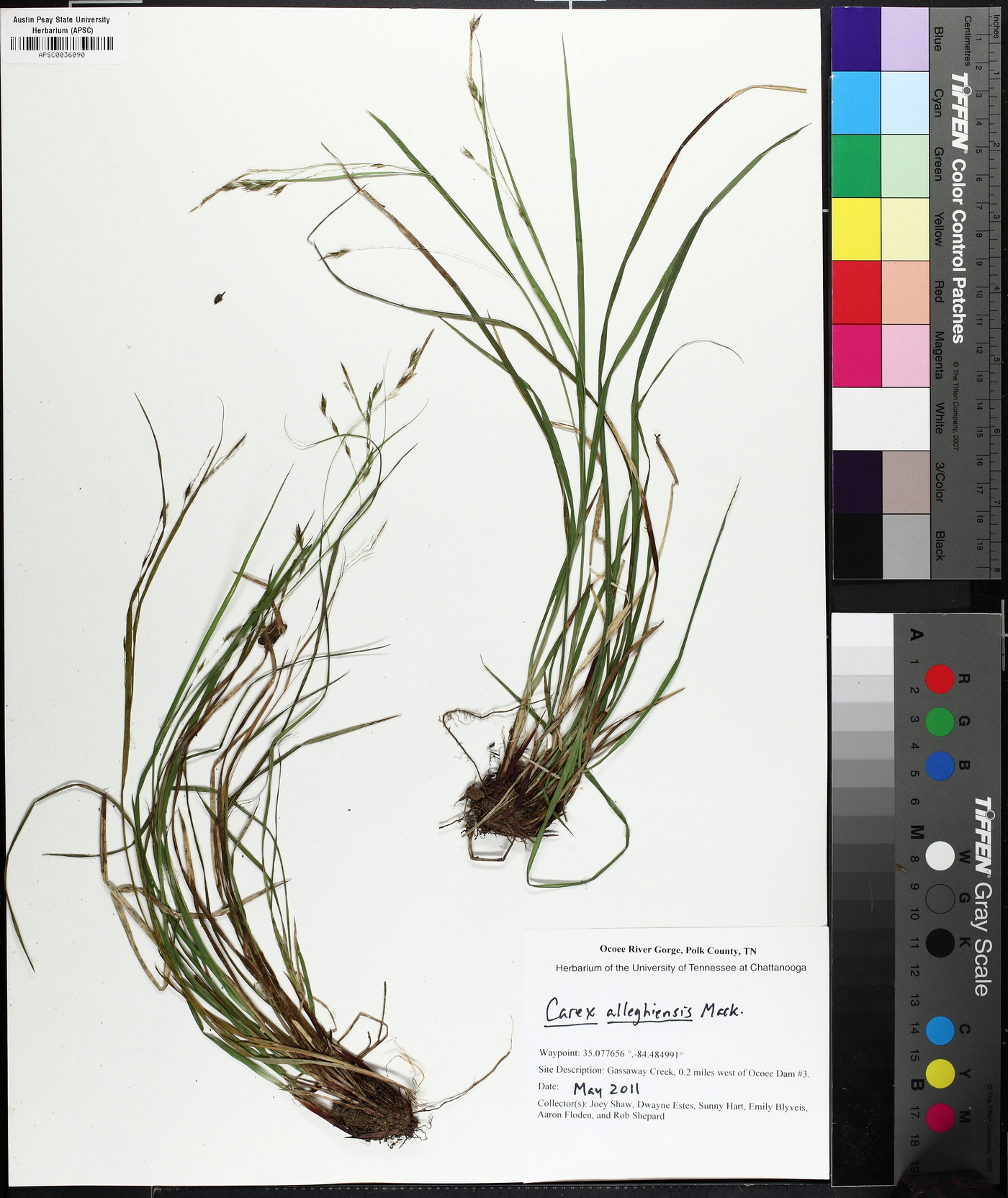 Carex allegheniensis image