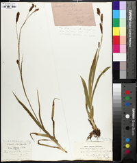 Carex luzulifolia image