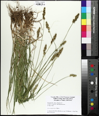 Carex triangularis image