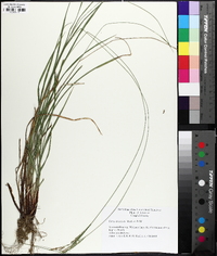 Carex virescens image