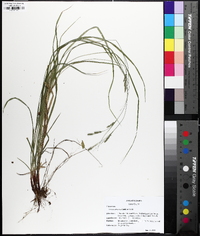 Carex virescens image