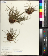 Carex tonsa image