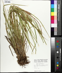 Carex typhina image