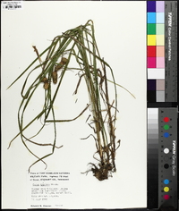 Carex typhina image