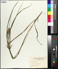 Carex typhina image